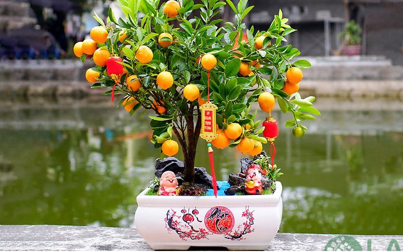 cây quất ngày tết
